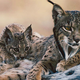 Illustration for article titled Caturday - Lynx pardinus Edition